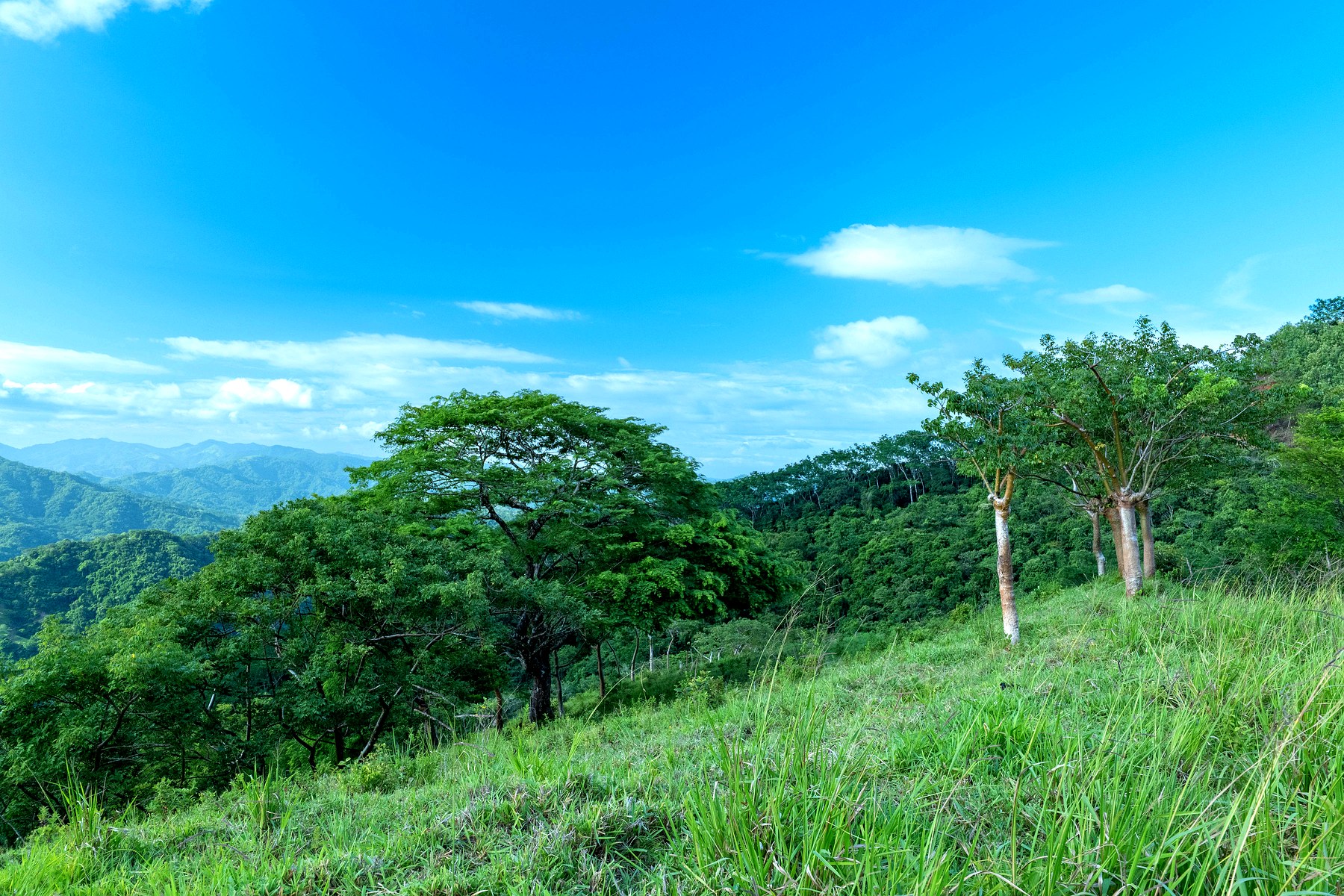 Finca 2 — lush trees and mountains